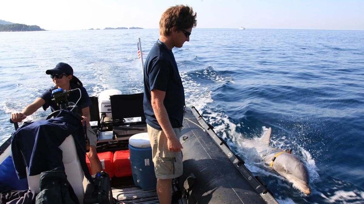 Dolphin hunts for mines