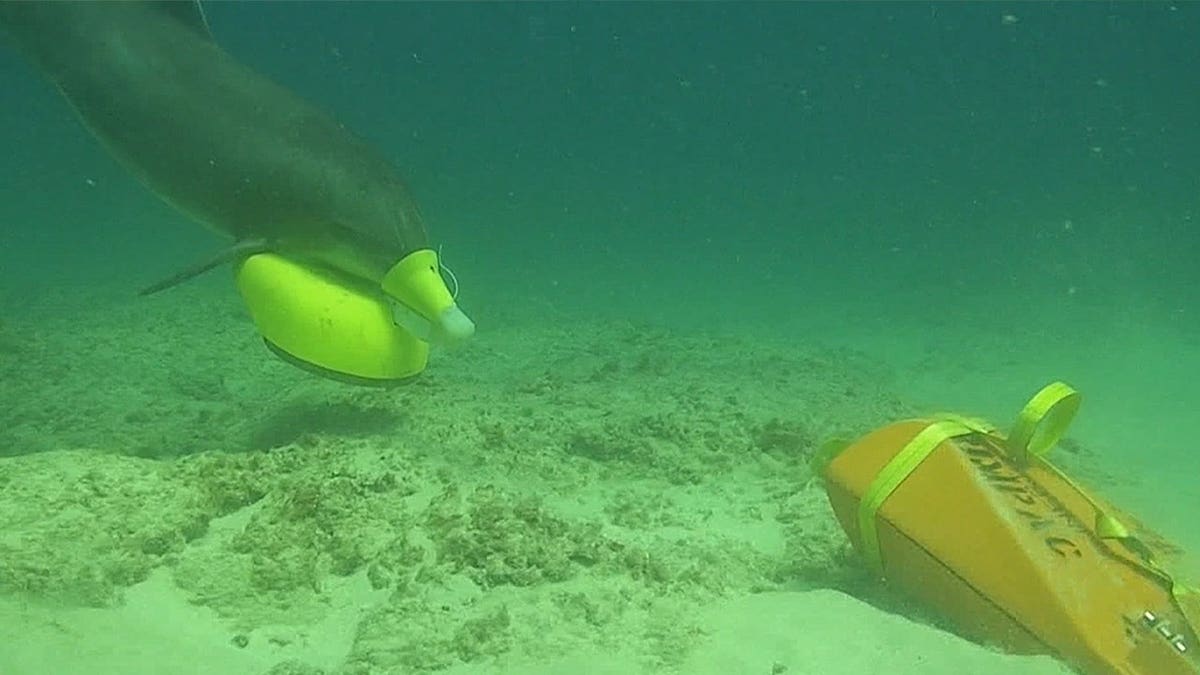 Dolphin identifies mine