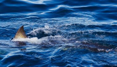 Great white shark kills spearfishing diver in Australia: "Horrific event"