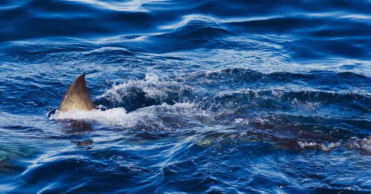 Great white shark kills spearfishing diver in Australia: "Horrific event"