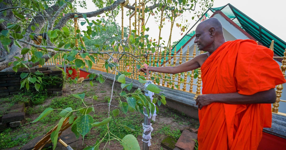 SRI LANKA-DISINFORMATION-RELIGION-BUDDHISM-TREE