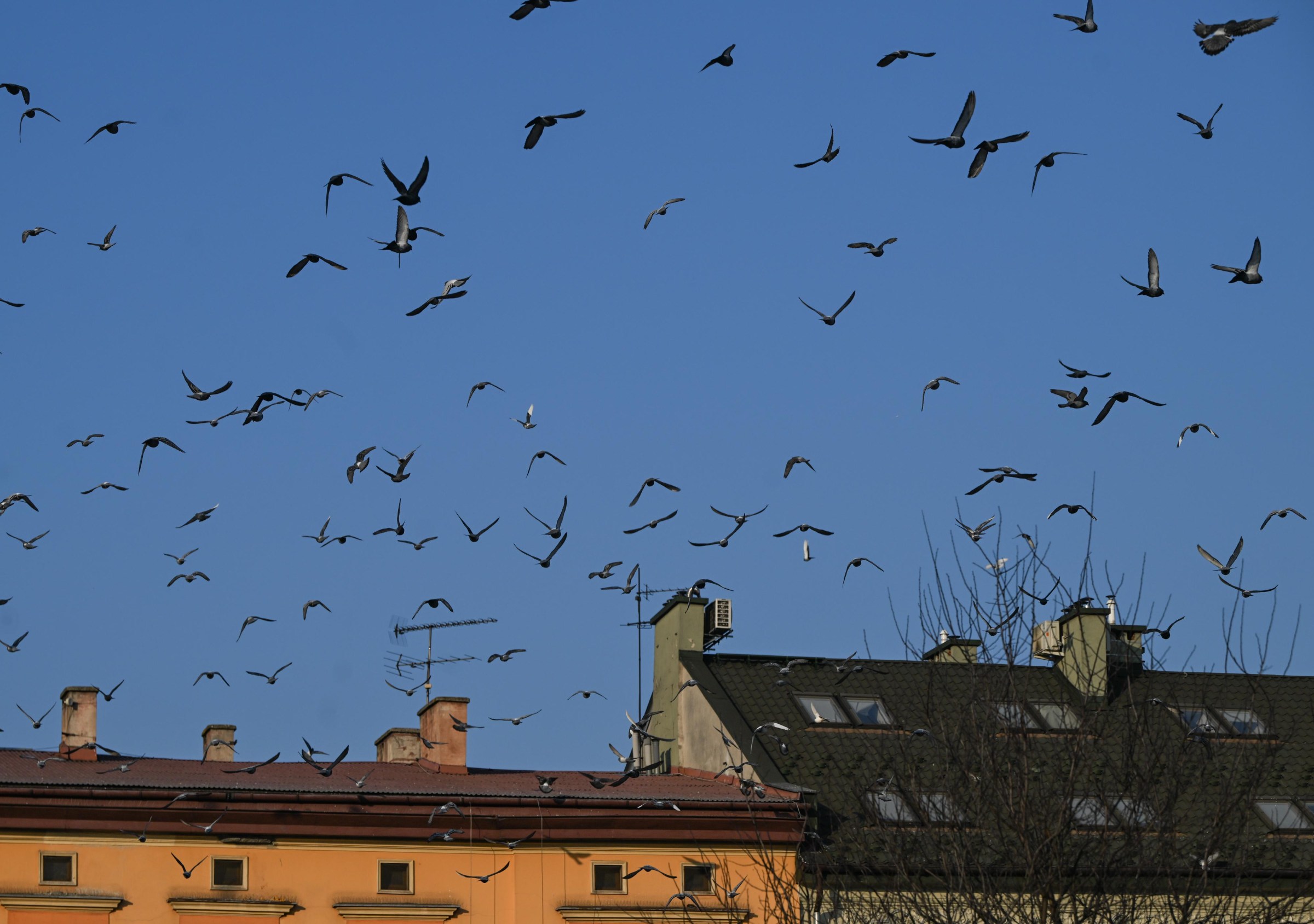 Crows fly in the air agains a blue sky over a set of buildings.