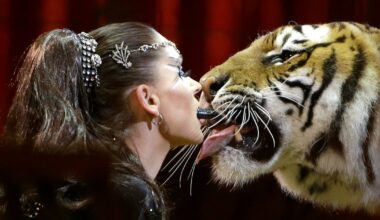 German police kill tiger believed to have escaped from "Tiger Queen" after it attacked man in enclosure