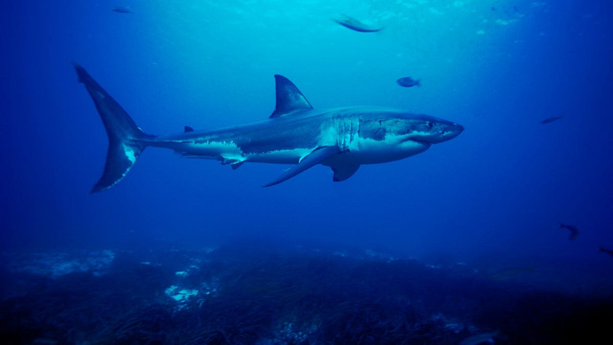 Great white shark swimming near sea floor at Neptune Islands South Australia