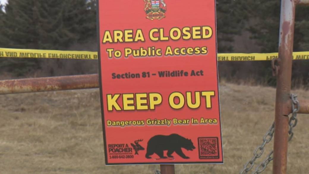 Click to play video: 'Stay ‘bear aware,’ experts urge as Carstairs man recovers from grizzly attack'