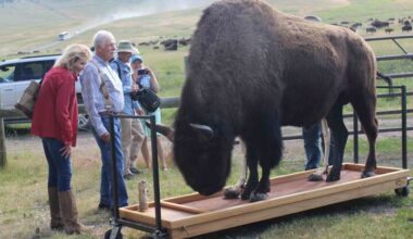The Montana legacy of media-mogul-turned-conservationist Ted Turner