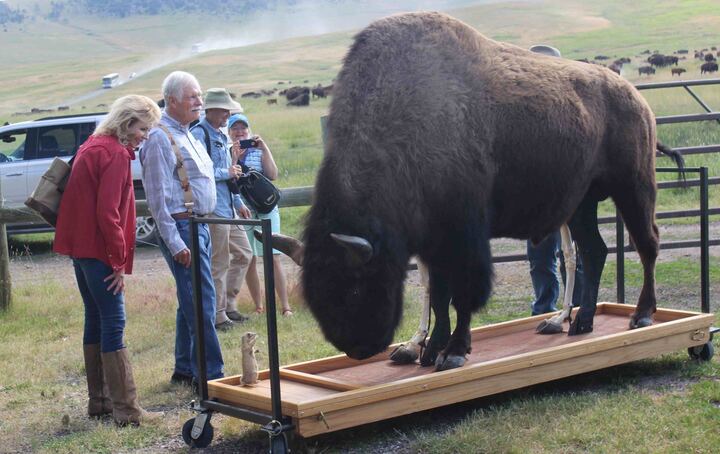 The Montana legacy of media-mogul-turned-conservationist Ted Turner