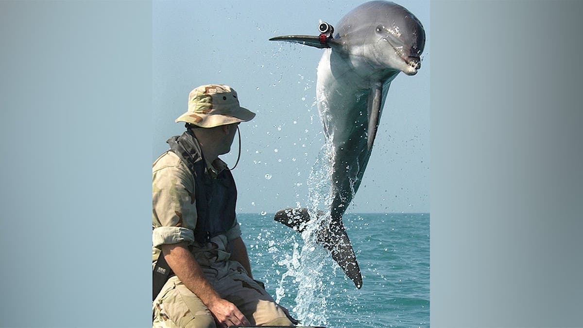 Dolphin training to clear mines