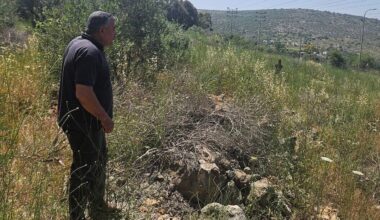 Citing security, IDF appears to sharply accelerate uprooting of West Bank olive trees