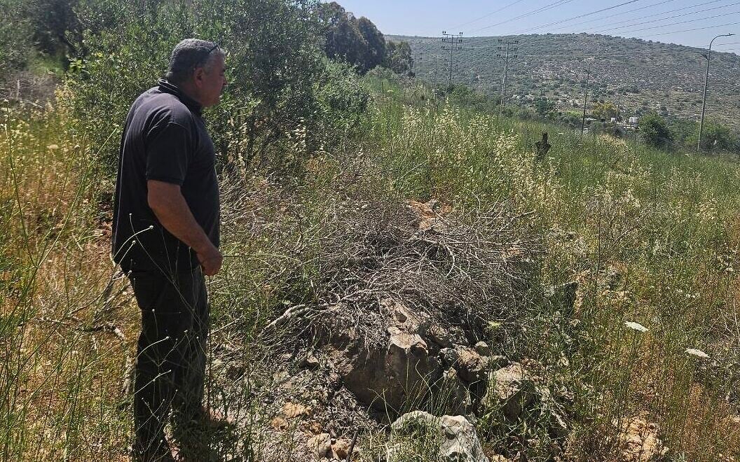 Citing security, IDF appears to sharply accelerate uprooting of West Bank olive trees
