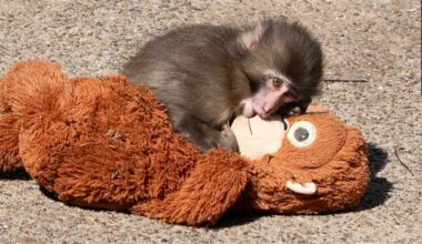 2 Americans arrested in Japan for climbing into viral baby monkey Punch's zoo enclosure