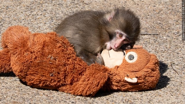2 Americans arrested in Japan for climbing into viral baby monkey Punch's zoo enclosure