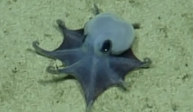 Strange new species of blue octopus discovered by scientists 5,900 feet underwater: "It's beautiful"