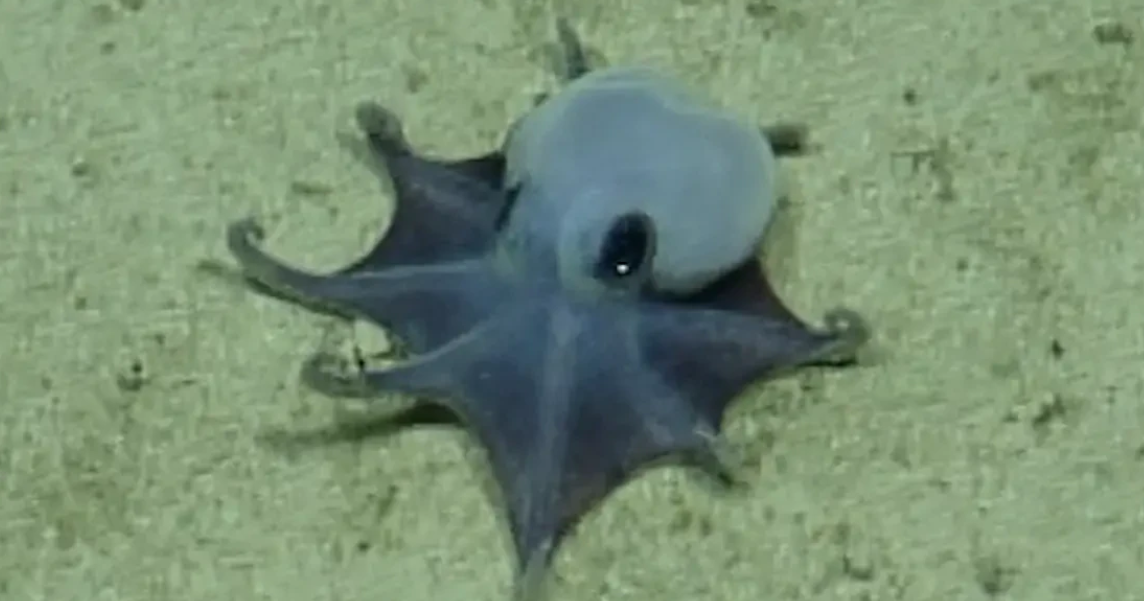 Strange new species of blue octopus discovered by scientists 5,900 feet underwater: "It's beautiful"