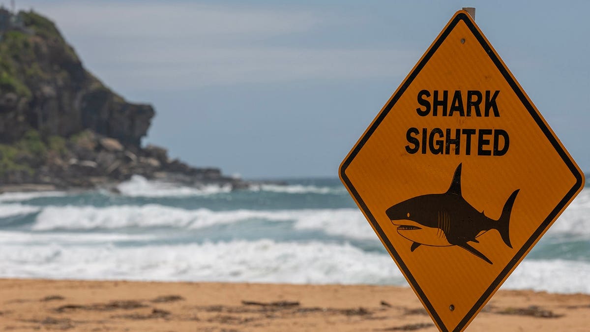 Beaches in Sydney's north closed with shark warning signs visible