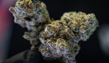 Texas hemp industry wins temporary injunction