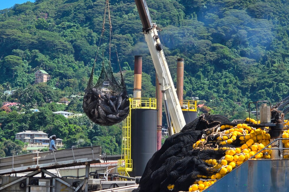European fishing fleet's purse seiners dominate Indian Ocean tuna catch
