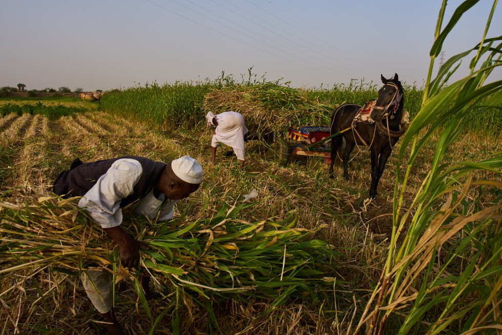 Sudan's farmers face financial loss as Middle East conflict raises costs