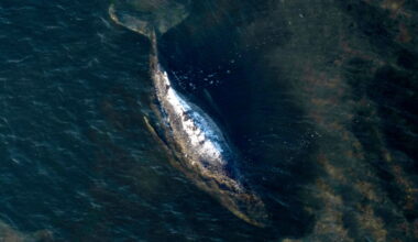 Dead humpback whale dragged to Danish shore