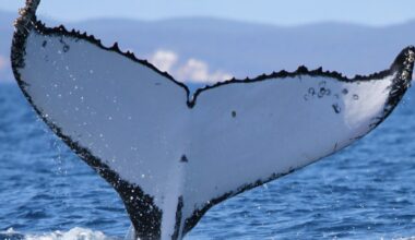 Humpback whales travel a record 9,000 miles between Australia and Brazil