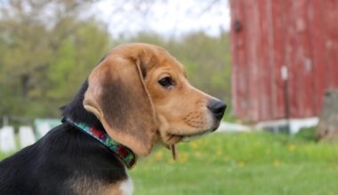 1,500 beagles find safety after protests at Wisconsin dog breeding site