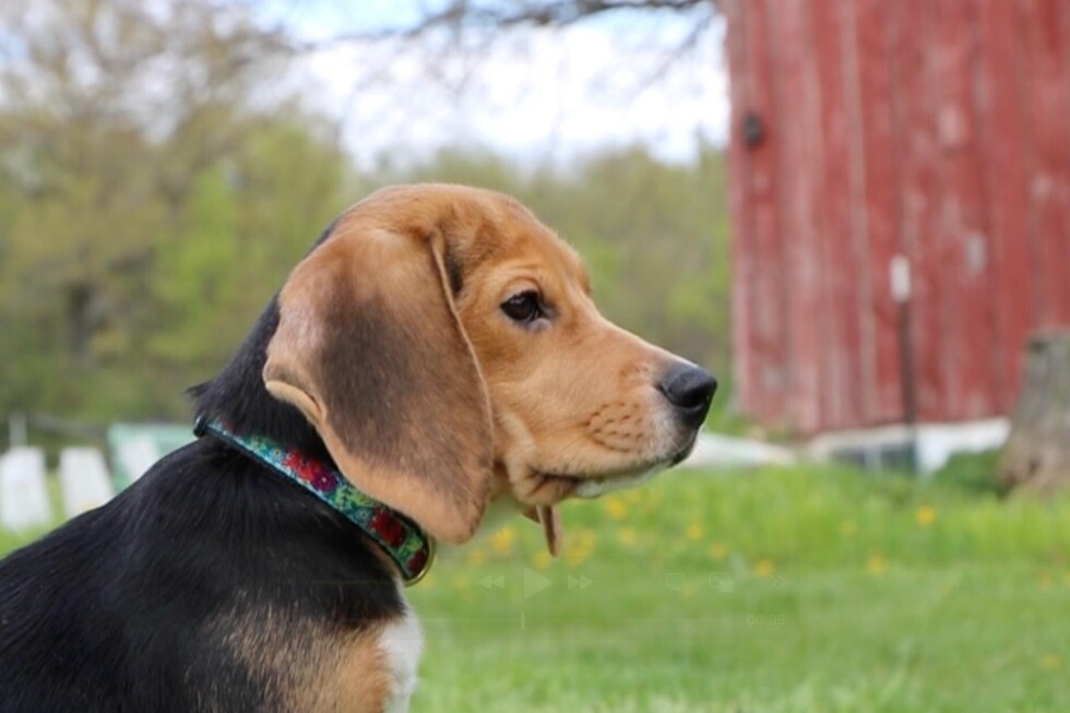 1,500 beagles find safety after protests at Wisconsin dog breeding site