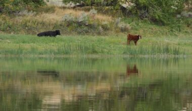 Interior Department cancels conservation rule on public lands