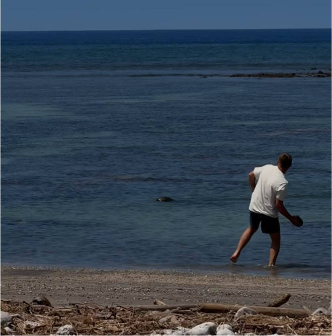 COURTESY U.S. DEPT. OF JUSTICE
This screen shot from a witness video shows a man throwing a large rock at the head of endangered monk seal on a Lahaina beach on May 5.