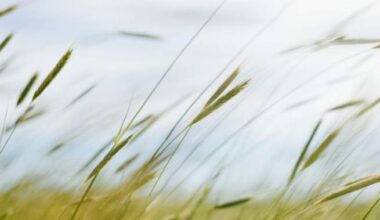 Winds up to 110 km/h forecast for Regina, Saskatoon: Environment Canada