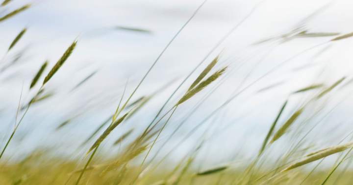Winds up to 110 km/h forecast for Regina, Saskatoon: Environment Canada