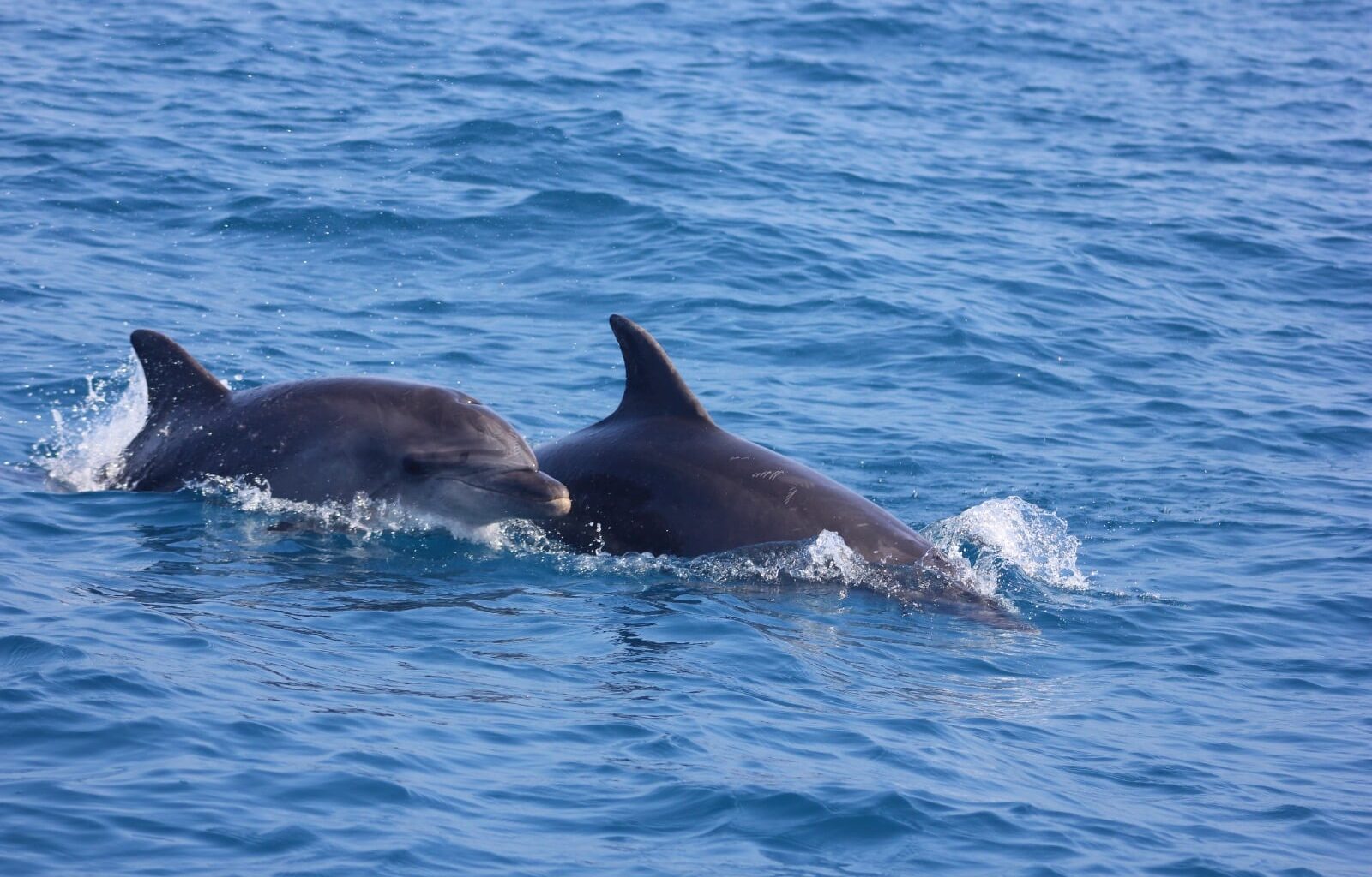 Marine survey spots rare bird and thriving dolphins