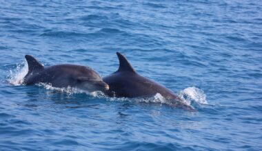 Marine survey spots rare bird and thriving dolphins