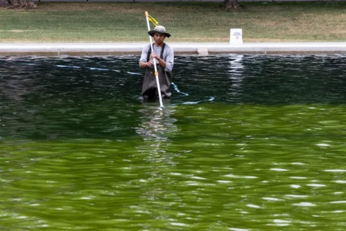 Worker cleans algae from the Lincoln Memorial Reflecting Pool.