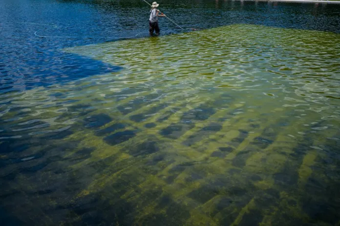 A worker scrubs algae from the bottom of the Lincoln Memorial Reflecting Pool.