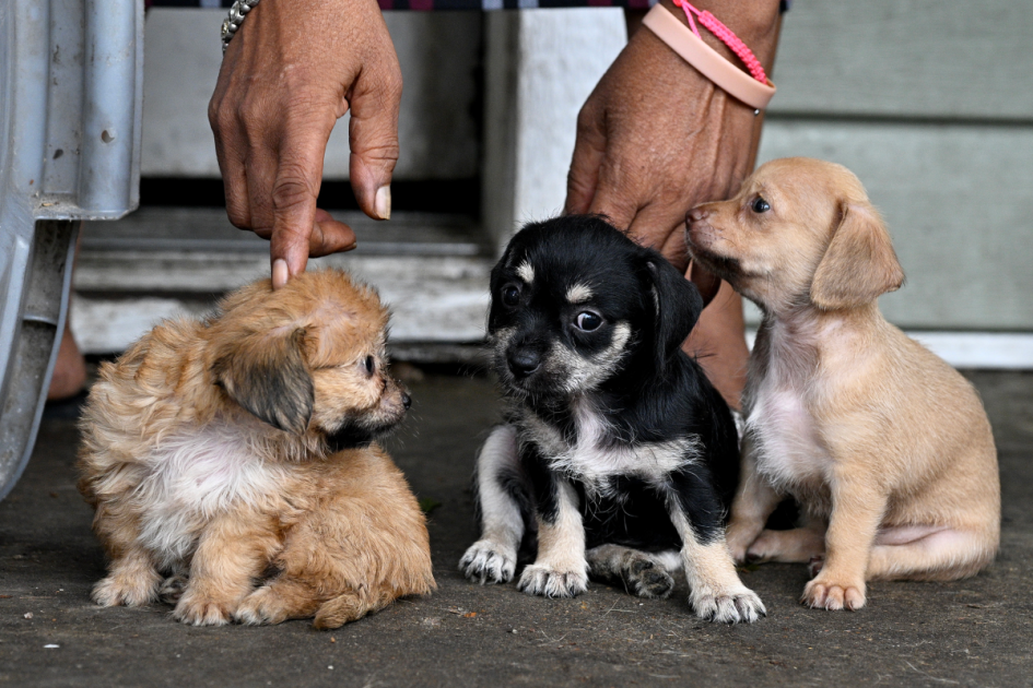How to prevent and treat your pet from screwworm