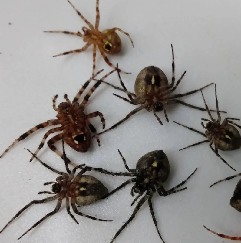 Six spiders on a white surface.