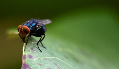 As Screwworm Cases Mount, U.S. Officials Ramp Up Response
