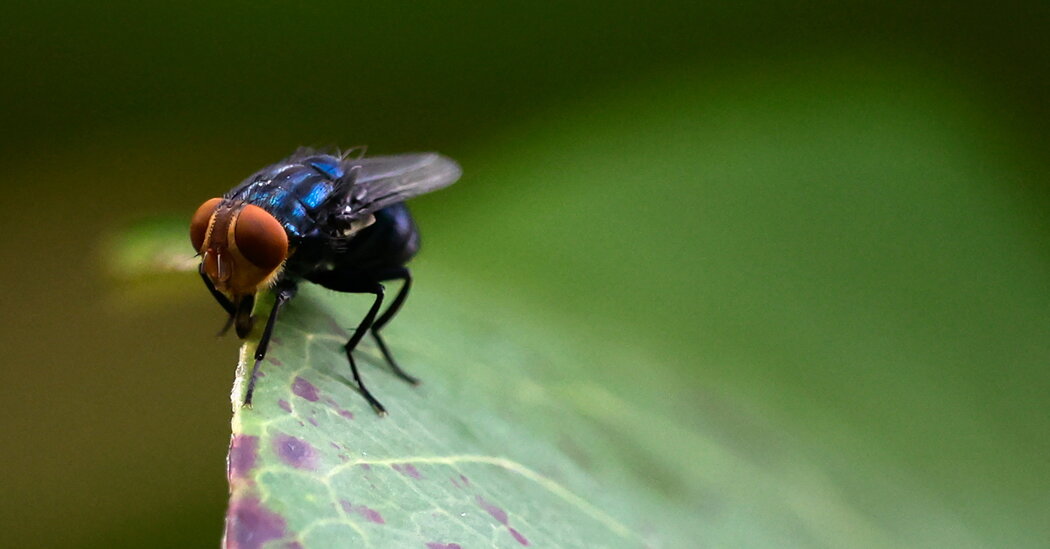 As Screwworm Cases Mount, U.S. Officials Ramp Up Response