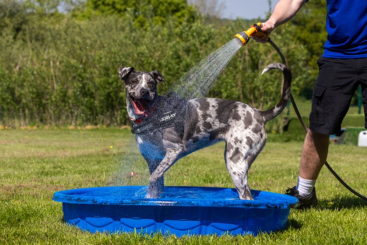 Prioritise keeping pets cool in the hot weather over regular walks and exercise
