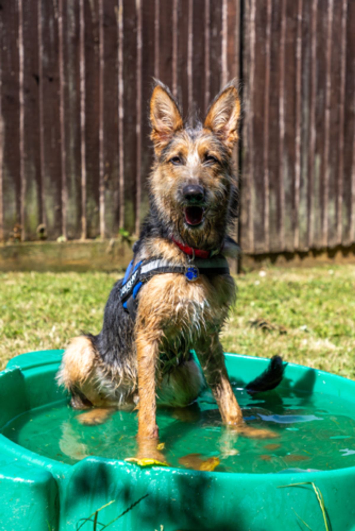 A dog welfare expert said 'this isn’t the time' and owners must change habits