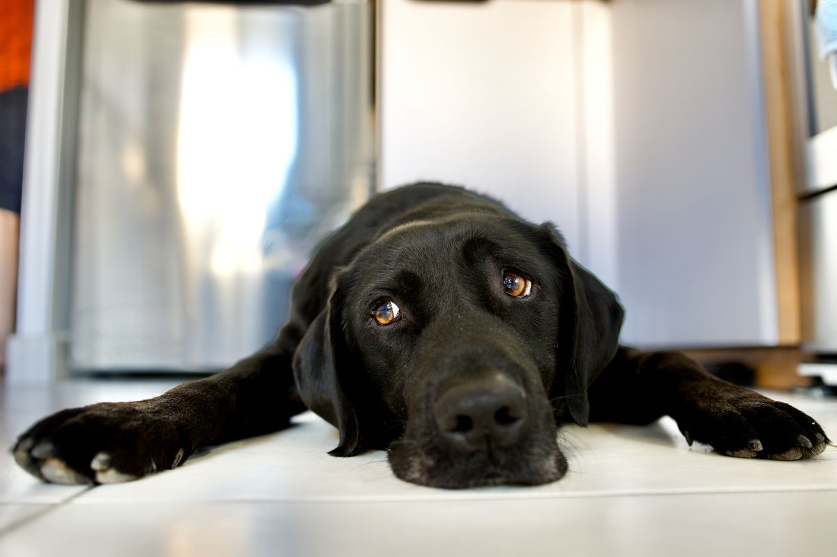 Black Labrador dog that is overwhelmed by the heat. This dog is lying on white tiles with nostalgia and tireness in a kitchen. Concept of nostalgia and wave to the soul.