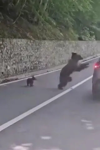 A video grab of the moment a wild bear attacks a tourist in his car in Romania on May 27, 2026Credit: Jam Press