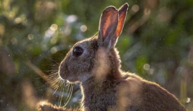 Judge sentences Calgary man to 8 years in ‘inconceivable’ rabbit killings