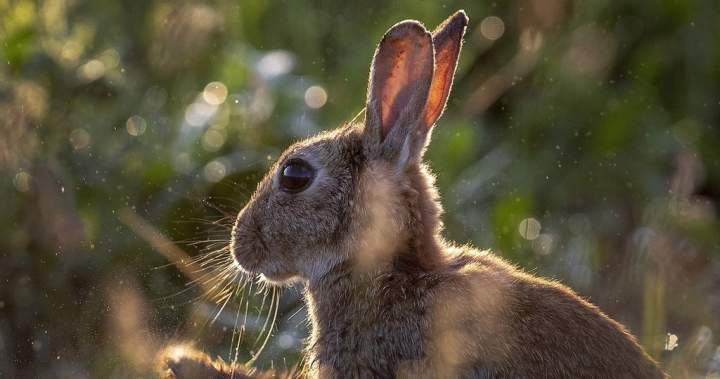 Judge sentences Calgary man to 8 years in ‘inconceivable’ rabbit killings
