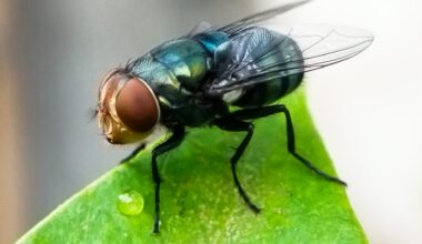 Flesh-eating screwworm is confirmed in the U.S., officials say
