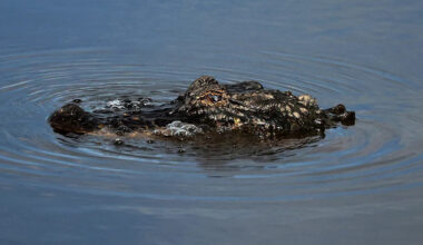 Man fleeing police attacked by alligator before continuing his getaway, Louisiana authorities say