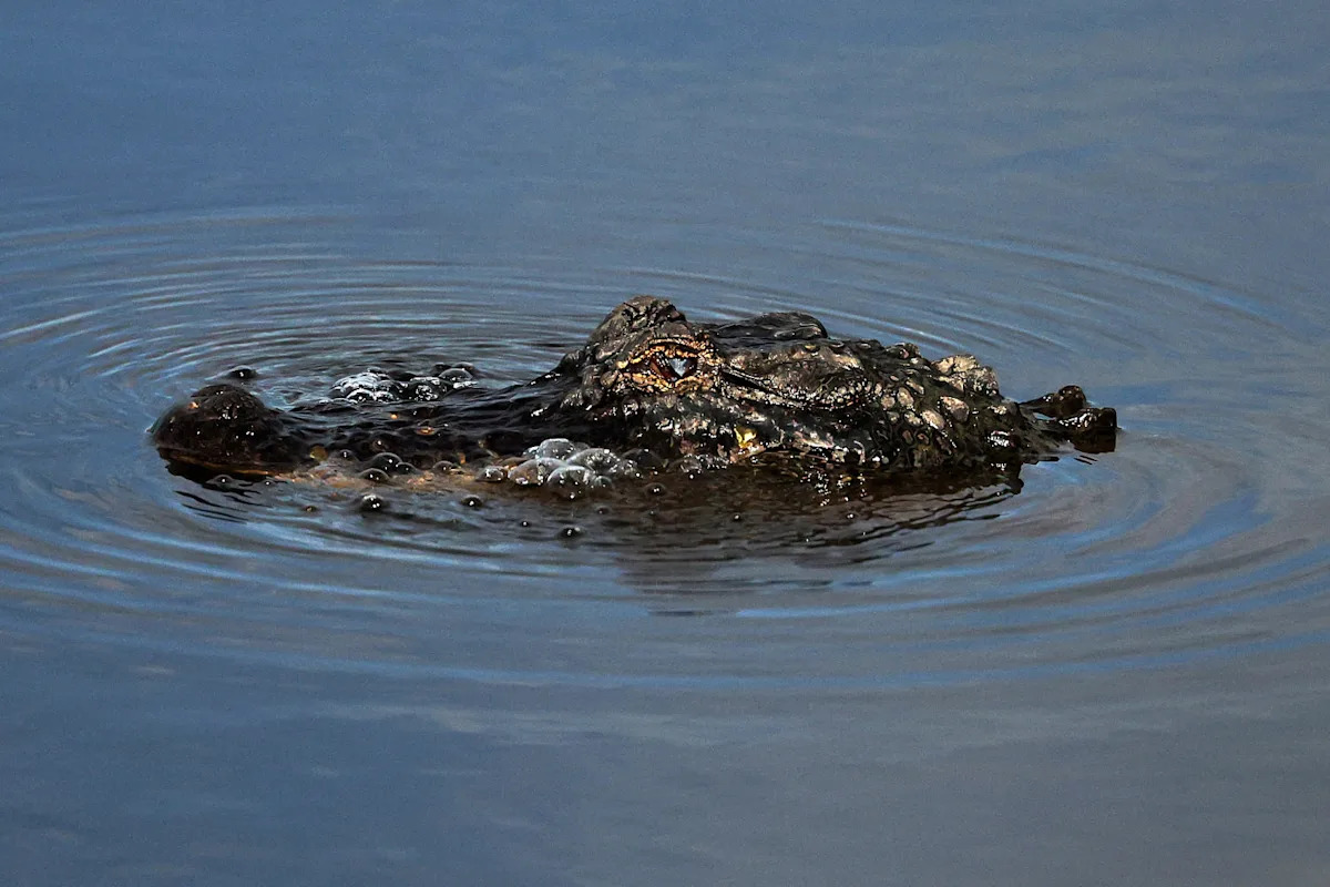 Man fleeing police attacked by alligator before continuing his getaway, Louisiana authorities say