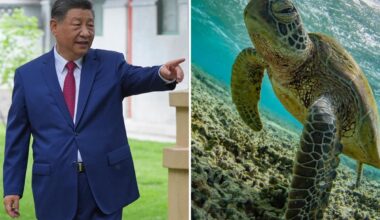 Bizarre claims of secret spy turtles sends China into a panic