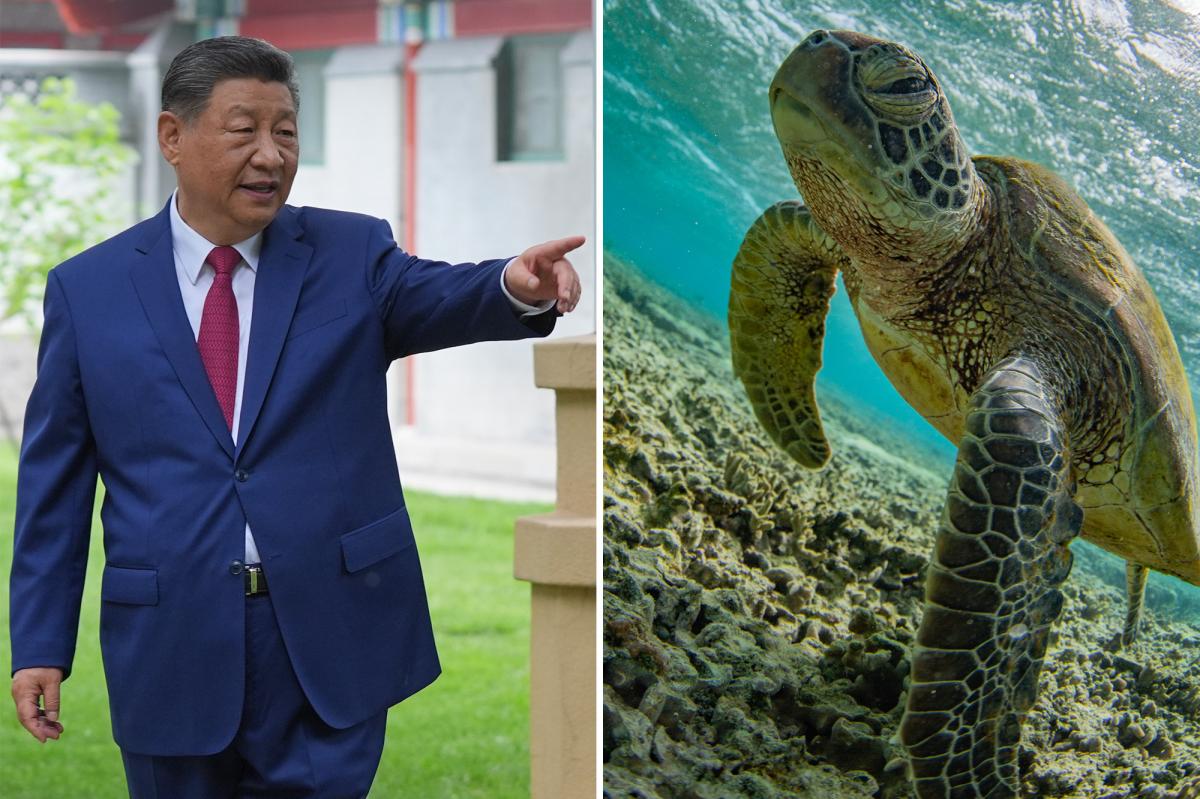 Bizarre claims of secret spy turtles sends China into a panic