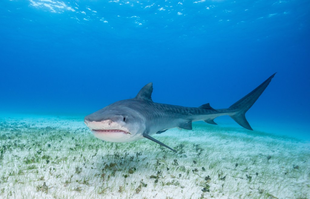 A tiger shark swimming over a grassy, sandy seabed in clear blue water.